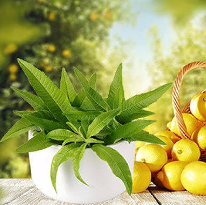 LEMON VERBENA ITALIAN DERUTA DISH SOAP INFUSED WITH ESSENTIAL OIL 946ML./32FL.OZ (PACK OF 1)